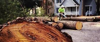 Best Arborist Consultation Services  in Westview, FL