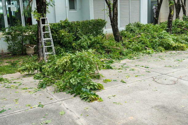 Best Tree Maintenance Programs  in Westview, FL